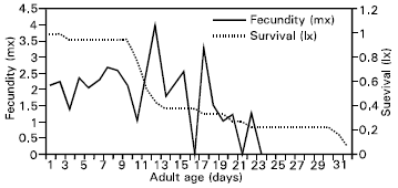 Image for - Study on Fecundity, Reproductive Rate, Intrinsic Rate of Increase and Effects of Diets on Adult Longevity, of a Long-tailed Mealybug, Pseudococcus longispinus (Targioni-Tozzetti) Parasitoid, Leptomastix nr. epona (Walker)