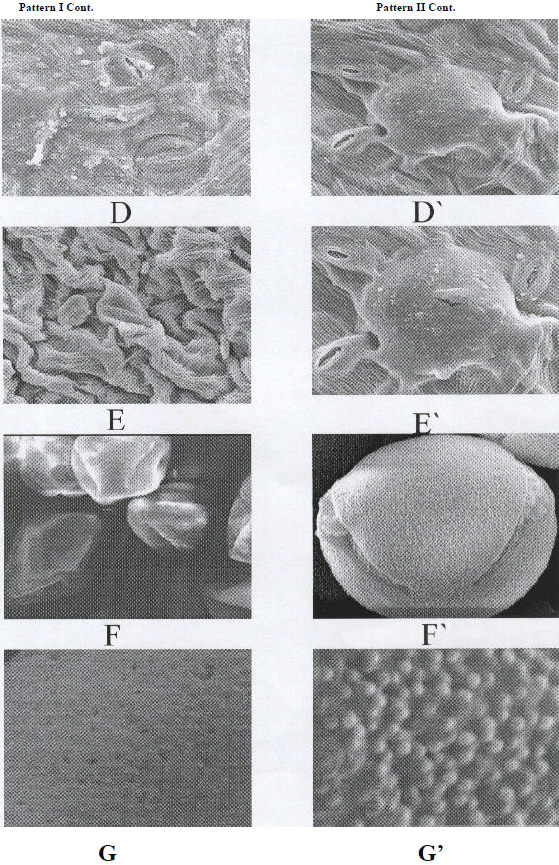 Image for - Morphological Variation within Ricinus communis L. in Egypt: Fruit, Leaf, Seed and Pollen