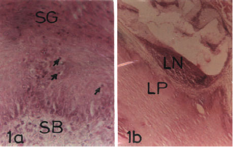Image for - Lymphoid Tissues in the Digestive Tract of Deshi Chicken (Gallus domesticus) in Bangladesh