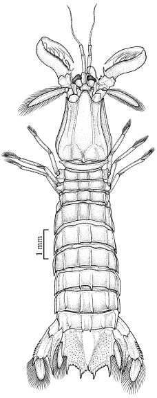 Image for - Redescription of Oratosquilla interrupta (Manning, 1995) (Crustacea: Stomatopoda) and its Transfer to Oratosquillina (Manning, 1995) from Northern Arabian Sea, Karachi, Pakistan