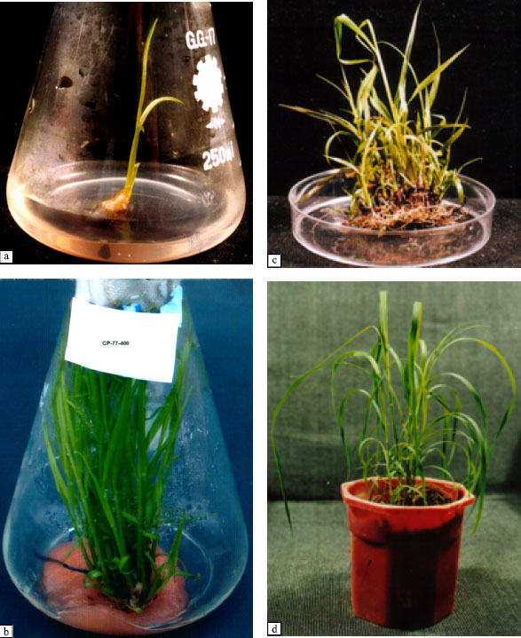 Image for - Studies on the Rapid Clonal Propagation of Saccharum officinarum