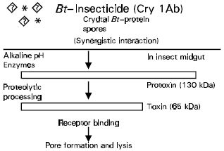 Image for - Sensitivity of Lepidopterous Larvae to Recombinant Products of Bacillus thuringiensisas a Bioinsecticide Agent