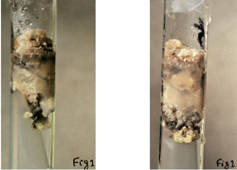 Image for - In vitro Propagation of Rosa indica