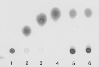 Image for - Production of Inulinases from Penicillium spinulosum, Aspergillus parasiticusNRRL2999 and Trichoderma viride
