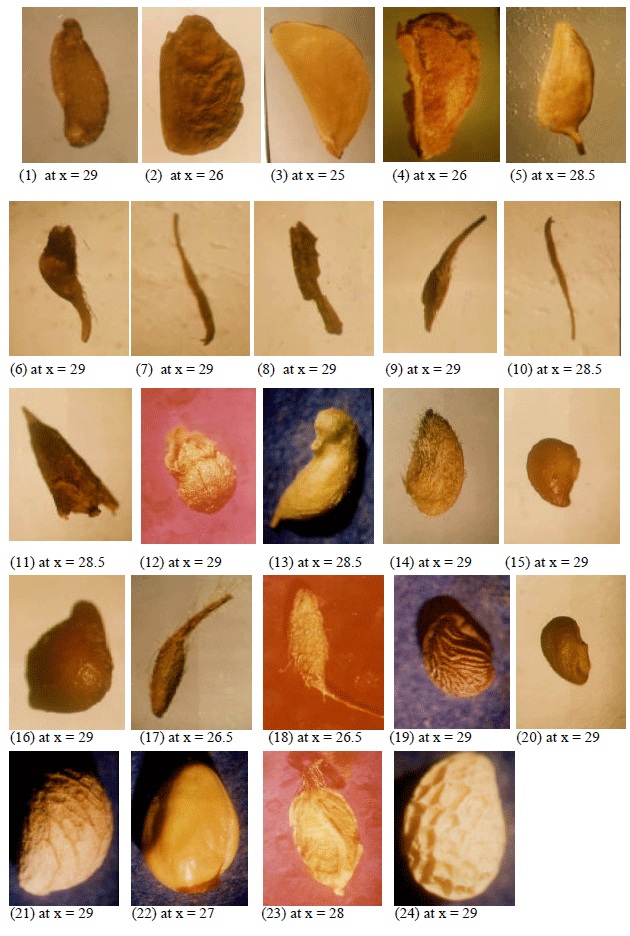 Image for - Studies on the Rosaceae I- Seed and/or Achene Macro and Micromorphology