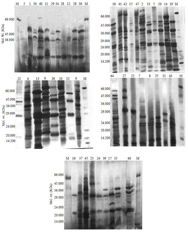 Image for - Studies on the Rosaceae II- SDS-PAGE Seed Protein Electrophoresis and its Significance in the Taxonomy of the Family