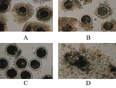 Image for - Collection of Bovine Cumulus-oocyte-complexes (COCs) from Slaughterhouse Ovaries in Bangladesh