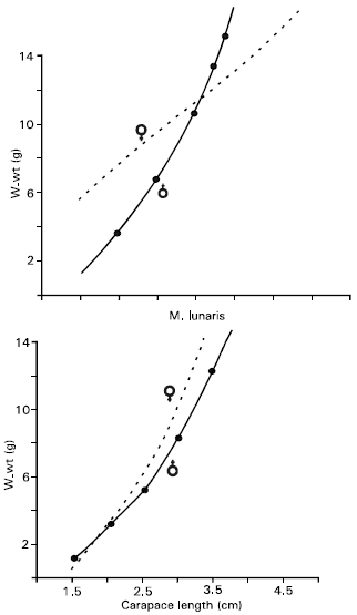 Image for - Length Weight Study of Two Species of Crabs Matuta  planipes and Matuta lunaris from Karachi, Pakistan