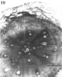 Image for - Anatomy of the Root of Pigeonpea (Cajanus cajan)