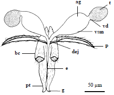 Image for - Morphology of the Reproductive Tract and Ovariole Histology of Apanteles galleriae (Hymenoptera:Braconidae) Reared on Two Host Species