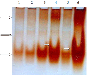 Image for - Development of Biochemical Markers for Salt Stress Tolerance in Cucumber Plants