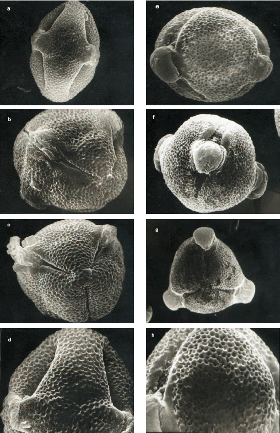 Image for - On the Delimitation of Anagallis arvensis L. (Primulaceae) 1. Evidence Based onMacromorphological Characters, Palynological Features and Karyological Studies