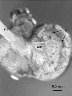 Image for - Attempts of Haploidy Induction in Tomato (Lycopersicon esculentum Mill.) Via Gynogenesis II: In vitro Non-fertilized Ovary Culture