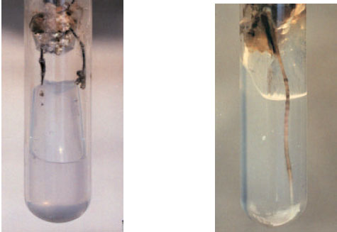 Image for - In vitro Propagation of Rosa indica