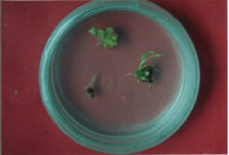 Image for - Induction of Haploid Rice Plants Through in vitro Anther Culture