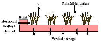Image for - Model for Efficient Use of Limited Water for Rice Production