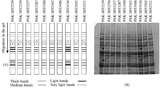 Image for - Inter and Intra-specific Variation in SDS-PAGE Electrophoregrams of Total Seed Protein in Chickpea (Cicer arietinum L.) Germplasm