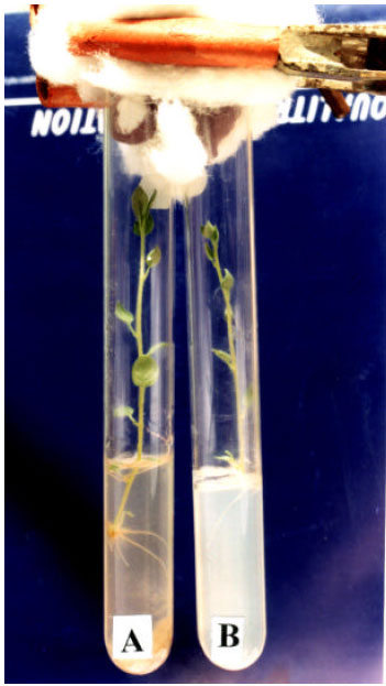 Image for - Cost Effective Micropropagation Technology for Potatoes