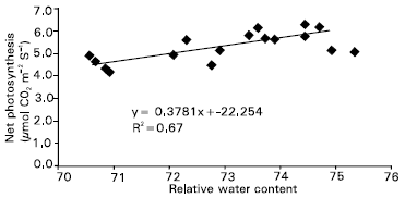 Image for - Drought Stress Effects on Water Relations of Rice Grown in Nutrient Film Technique