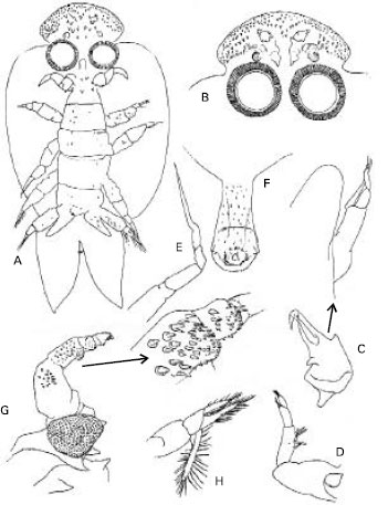 Image for - Crustacean Parasites of Pampus argenteus Euphrasen from Karachi Waters