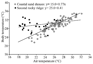 Image for - Variation in Thermal Relations Between Two Populations of the Sand Lizard, Acanthodactylus boskianus Living in Thermally Divergent Habitats of the Same Altitude