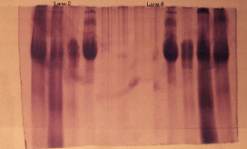 Image for - A 61kDa Antibacterial Protein Isolated and Purified from the Hemolymph of the American Cockroach Periplaneta amreicana