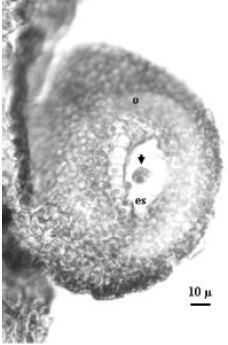 Image for - Attempts of Haploidy Induction in Tomato (Lycopersicon esculentum Mill.) Via Gynogenesis II: In vitro Non-fertilized Ovary Culture