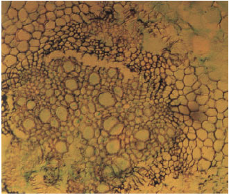 Image for - Study of the External and Internal Morphology of Pisum  sativum L., with Growth Hormones i.e., Indole-3-acetic Acid and Kinetin  and Heavy Metal i.e., Lead Nitrate