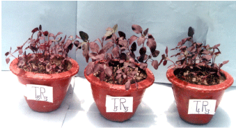 Image for - Nutritional Status of Red Amaranth as Influenced by Selected Pesticides