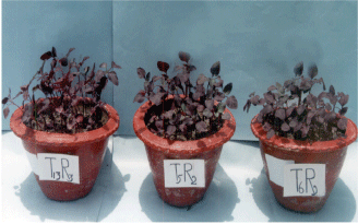 Image for - Nutritional Status of Red Amaranth as Influenced by Selected Pesticides
