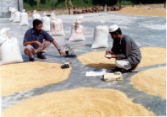 Image for - Effect of Drying and Tempering on the Milling Quality of Long Grain Aromatic Paddy Processing in Bangladesh
