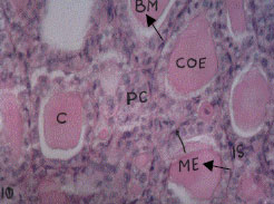 Image for - Histological Observation of Thyroid Gland at Prepubertal, Pubertal and Castrated Black Bengal Goat