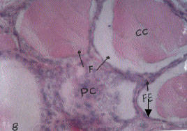 Image for - Histological Observation of Thyroid Gland at Prepubertal, Pubertal and Castrated Black Bengal Goat