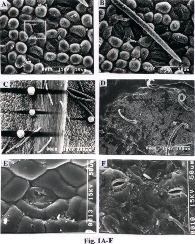 Image for - Micromorphological Studies of Four Fuel Wood Yielding Tropical Leguminous Plants