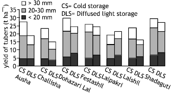 Image for - Performance of Cold Stored and Diffuse Light Stored Seeds of Some Indigenous Potato Varieties in Bangladesh