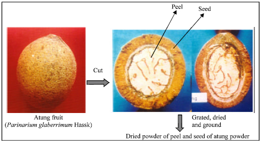 Image for - Antimicrobial Activity of Atung (Parinarium  glaberrimum Hassk) Fruit Extract