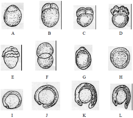 Image for - Observation on the Embryonic and Larval  Development of Silurid Catfish, Gulsha (Mystus cavasius Ham.)