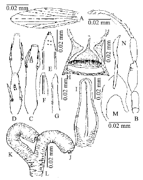 Image for - Taxonomic Morphology of Sergentomyia (Neophlebotomus) hodgsoni hodgsoni  Sinton (1933) (Diptera, Psychodidae) from Pakistan