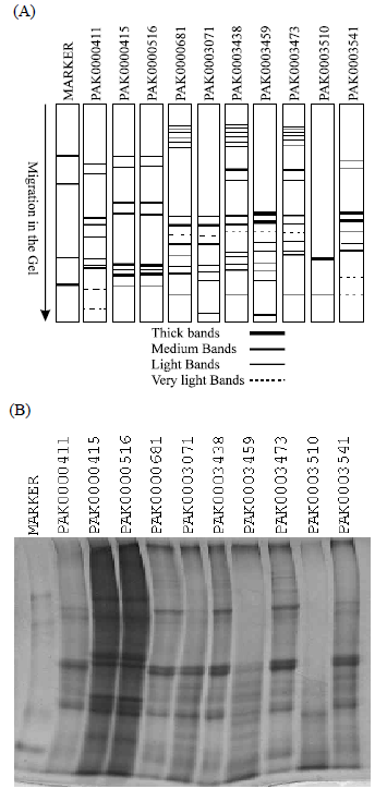 Image for - Inter and Intra-Specific Variation in SDS-PAGE of Total Seed Protein in Rice(Oryza sativa L.) Germplasm