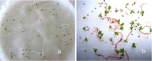 Image for - The Effects of Light and Some Presoaking Treatments on GerminationRate of St. John’s Worth (Hypericum perforatum L.) Seeds
