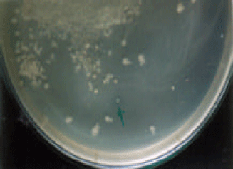 Image for - Screening, Purification and Characterization of Xylanase from Paenibacillus  sp.