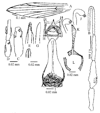 Image for - New Record of Sergentomyia mervynae Pringle (1953) from Pakistan (Diptera, Psychodidae, Phlebotominae)