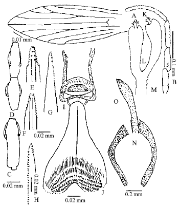 Image for - Taxonomic Morphology of Sergentomyia punjabiensis Sinton (1933) from Pakistan (Diptera, Psychodidae, Phlebotominae)
