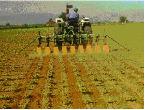 Image for - Comparison of Different Thinning Applications in Cotton Farming
