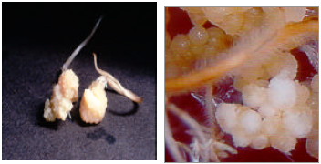 Image for - Response to High Frequency Callus Induction Ability from Root Regions of Germinated Embryo in Indica Rice