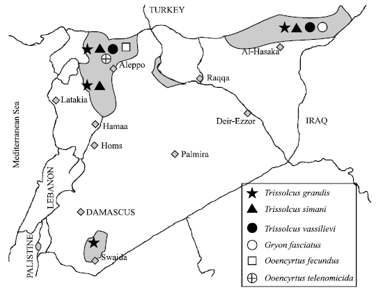 Image for - Sunn Pest (Hemiptera: Scutelleridae) Oviposition and Egg Parasitism in Syria