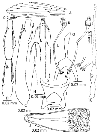 Image for - Taxonomic Morphology of Phlebotomus (Paraphlebotomus) sergenti Parrot (1917) and Phlebotomus alexandri Sinton (1928) (Diptera, Psychodidae) of Pakistan