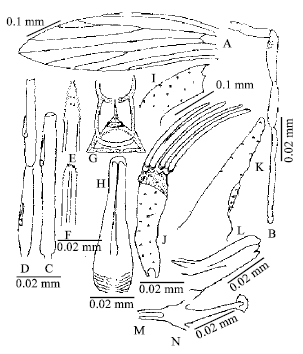 Image for - Taxonomic Morphology of Sergentomyia (Neophlebotomus) hodgsoni hodgsoni  Sinton (1933) (Diptera, Psychodidae) from Pakistan