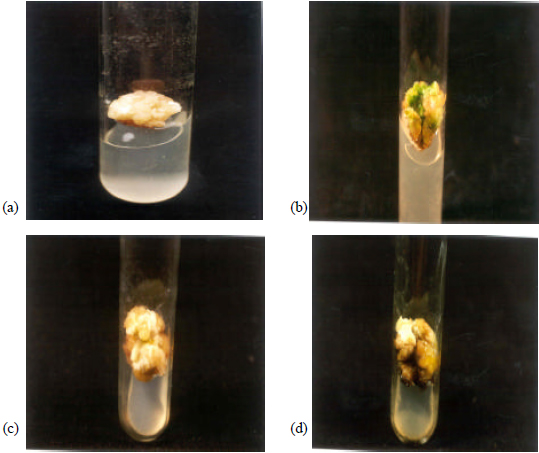 Image for - Regeneration from Various Explants of in vitro Seedling of Tomato (Lycopersicon esculentum L., c.v. Roma)