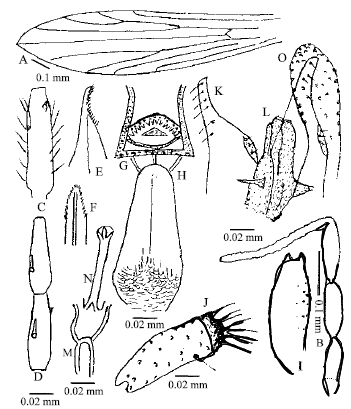 Image for - Taxonomic Morphology of Sergentomyia punjabiensis Sinton (1933) from Pakistan (Diptera, Psychodidae, Phlebotominae)